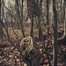 Neulich im Wald 2 (Handyshot)