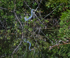Reflection of a stalking tricolored heron