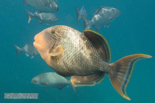Golden Fish                        IMG_1736bs ©  Phuketian.S