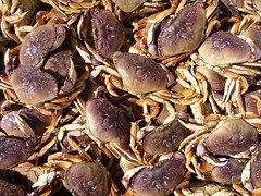 crab season 5/5
