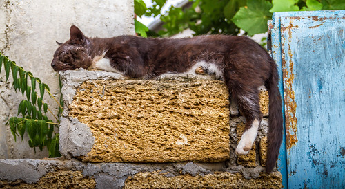 Yalta Cats ©  Valeri Pizhanski