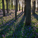 Bluebells in Evening, Dockey Wood