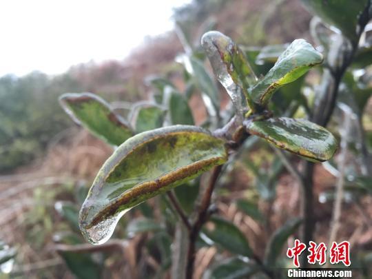 气温骤降广东北部飘雨结冰 部分山岭现雾凇冰挂