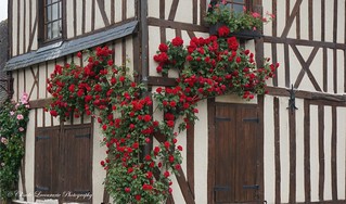 LE BEC-HELLOUIN, ROSES