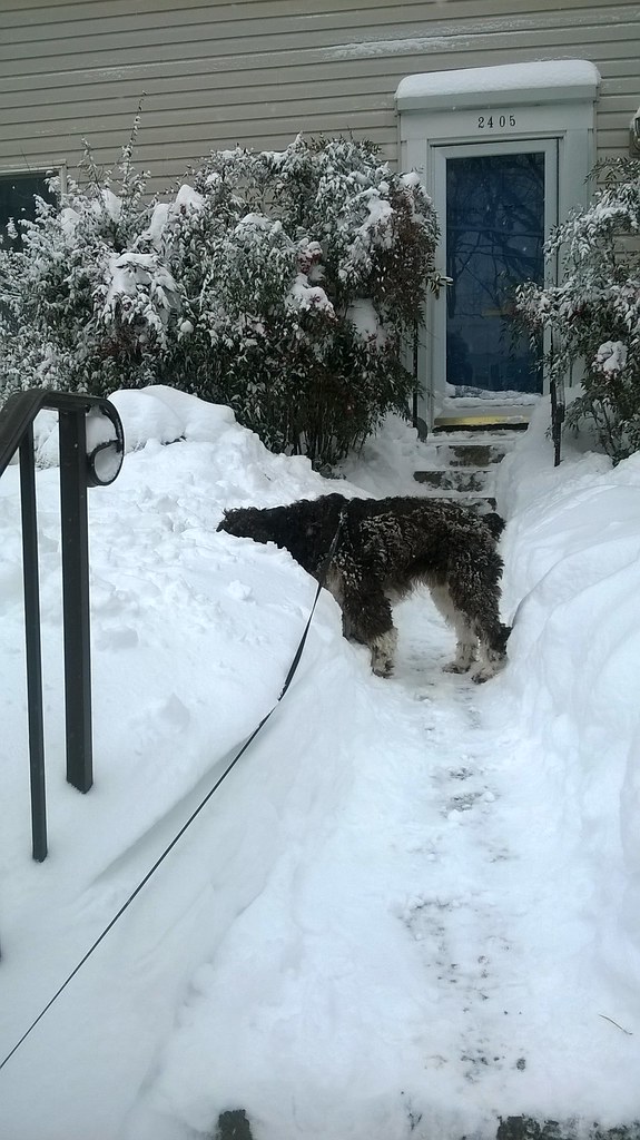 : Laika sniffing in snow