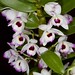 Dendrobium hybrid – Vidya Sirsi