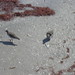 starr-031108-0260-Sabal_palmetto-habitat_with_ruddy_turnstones-Caspersen_Beach-Florida