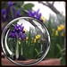 IRIS standing tall in their own little bubble...