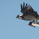 Águia-pesqueira | Osprey (Pandion haliaetus)