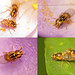 Yellow Swarming Flies (Thaumatomyia notata)