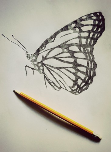 Butterfly ©  