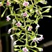Epidendrum veroscriptum – Merle Robboy