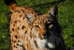 Lynx des Carpates - Zoo de Fort-Mardyck
