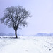 Solitary snow tree