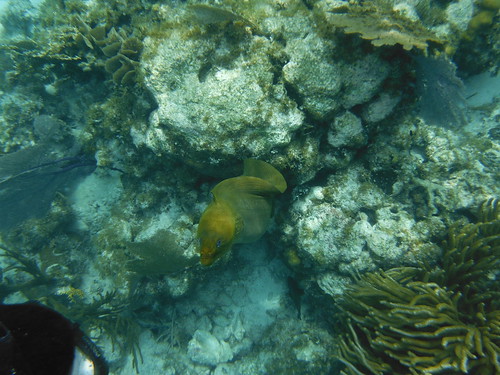 Excursión al arrecife, Cayo Caulker <a style="margin-left:10px; font-size:0.8em;" href="http://www.flickr.com/photos/141744890@N04/26326483225/" target="_blank">@flickr</a>