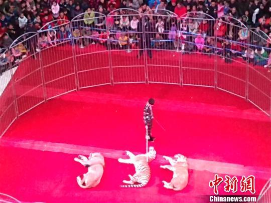 新疆一商场老虎狮子上演马戏表演 观众爆满围观