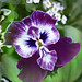 Orchid or Pansy