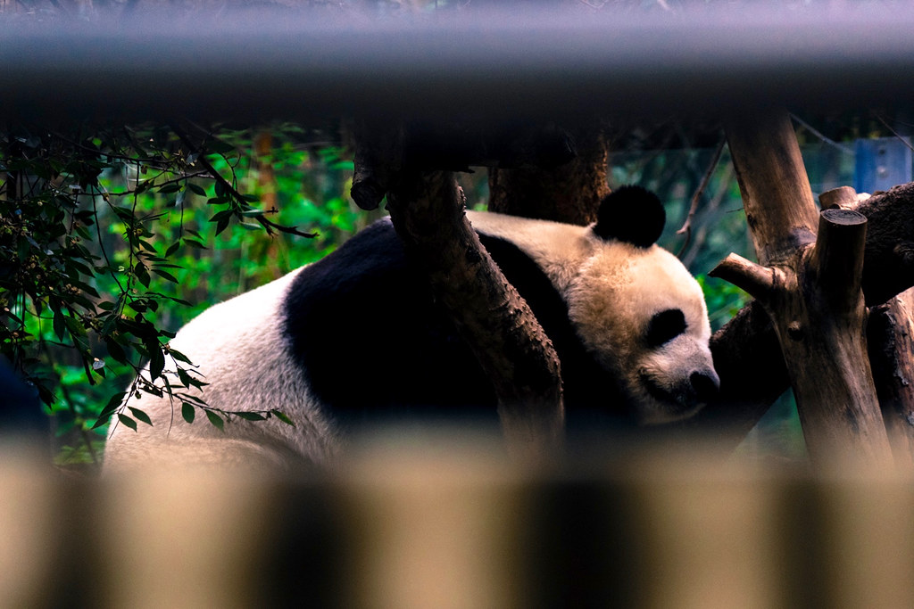 : Lazy panda, San Diego zoo