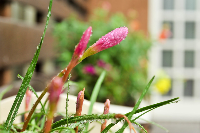 雨後準備開花的蔥蘭！
