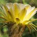 Trichocereus bloom, Tohono Chul Park
