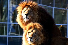 Sun-Lions Bandele&Batou [EXPLORED]