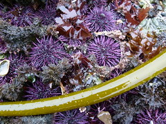 urchins & kelp
