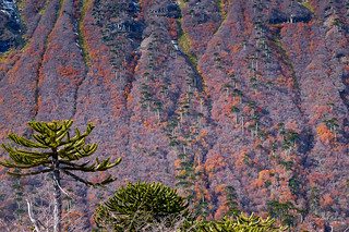Bosques de Araucarias - Parq. Nac. Conguillio (Norpatagonia Chile)