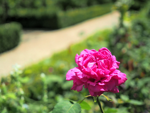 Rose in Arundel Castle garden ©  Dmitry Djouce