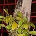 Platystele densiflora – Helge Weissig