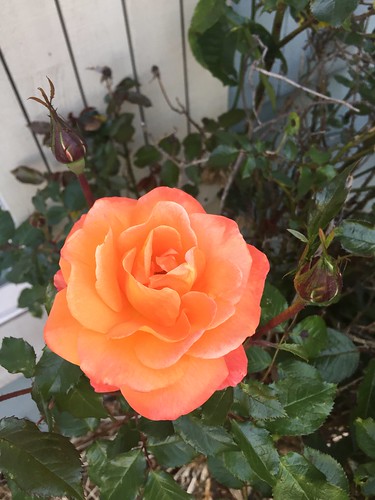 Peach rose ©  joannapoe