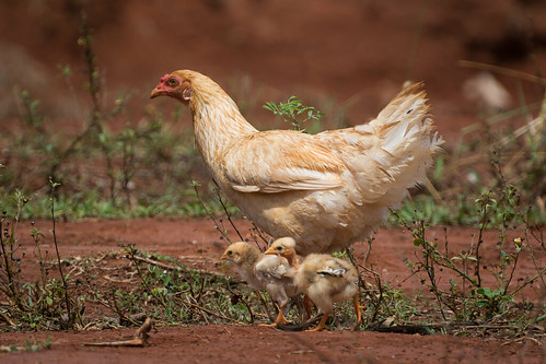 Hen with Chicks ©  kuhnmi