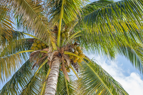 Palm Tree ©  kuhnmi