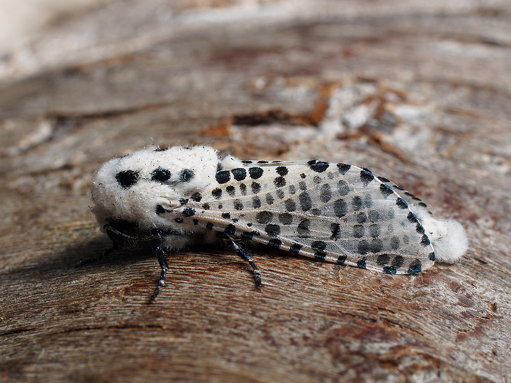 : Zeuzera pyrina  - Wood leopard moth (male) -   ()