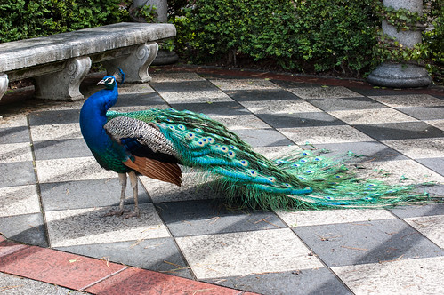 Madrid Peacock ©  Konstantin Malanchev