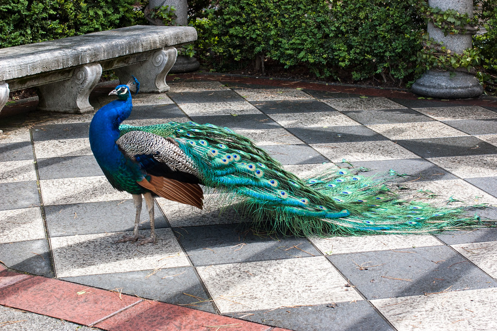 : Madrid Peacock