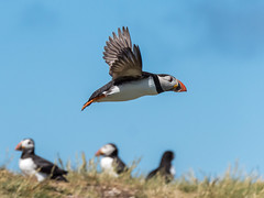 Puffin fly-past