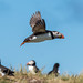 Puffin fly-past