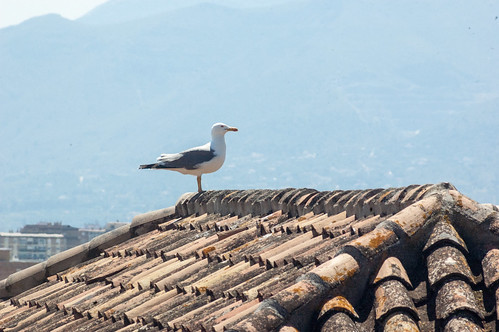 seagull-keeper ©  Konstantin Malanchev
