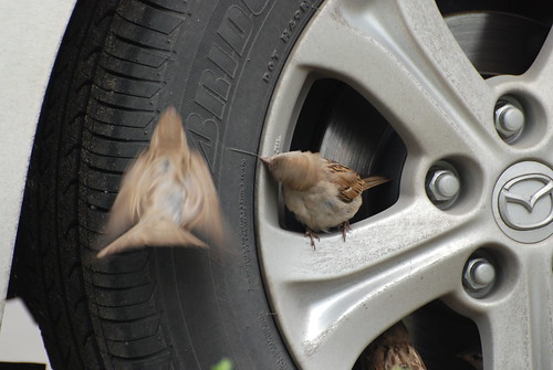 Sparrows ©  Andrey