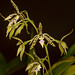 Epidendrum prismatocarpumr – Merle Robboy