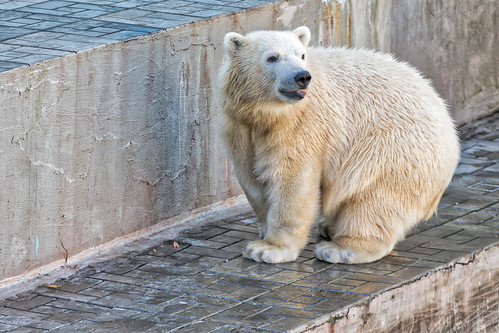 white bear Shilka, was born in Novosibirsk, now he lives in Japan ©  Dmitry Karyshev