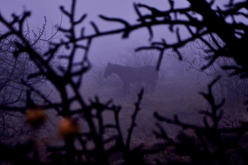 Horse in the fog ©  Alice Thanatos