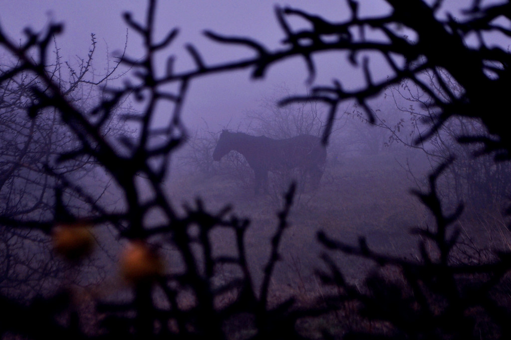 фото: Horse in the fog