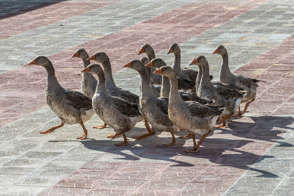 : Geese
