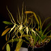 Brassia Spider's Gold 'Prolific' – Merle Robboy