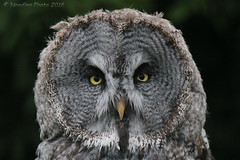 Habichtskauz - Ural owl