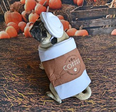 Pumpkin Pug Spiced Latte Anyone?