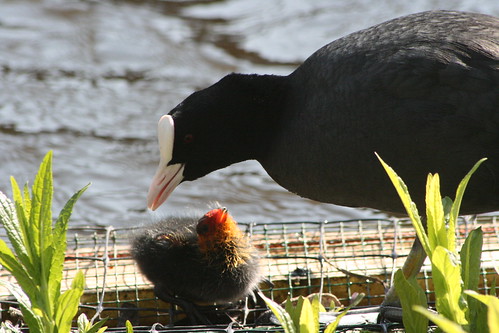 Mother Moorhen Feeding Chick