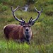 Deer - Scotland