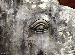The eye of an elephant